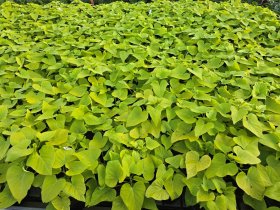 Vienmetė gėlė, ipomėja, vazonėlio skersmuo 15 cm.