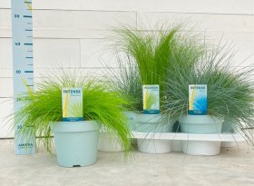 Žolinis augalas, įvairūs, vazonėlio skersmuo 17 cm.