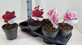 Daugiametė gėlė, bijūnas, įvairūs, vazonėlio skersmuo 15 cm.