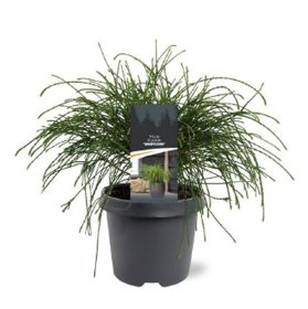 Spygliuotis, didžioji tuja "Whipcord", augalo aukštis 35 cm., vazonėlio skersmuo 23 cm.