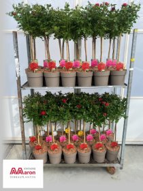 Daugiametė gėlė, rožė, įvairios, ant stiebo, vazonėlio skersmuo 21 cm.