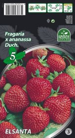 Braškių daigai (frigo) "Elsanta", 5 vnt. pakuotėje