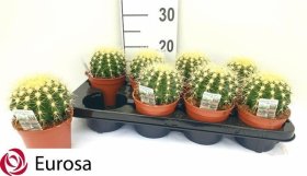 Kambarinis augalas, kaktusas "Echinocactus Grusonii", vazonėlio skersmuo 12 cm.