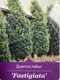Dekoratyvinis medis, ąžuolas koloninis "Fastigiata", vazonėlio skersmuo 33 cm.