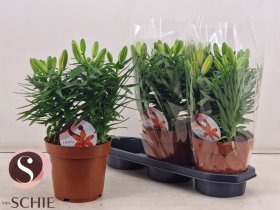 Daugiametė gėlė, lelija "Matrix Orange", vazonėlio skersmuo 19 cm.