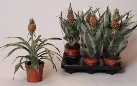 Kambarinis augalas, ananasas dekoratyvinis "Rosita", vazonėlio skersmuo 12 cm.