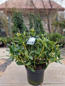 Dekoratyvinis krūmas, rododendras "Cunningham’s White", vazonėlio skersmuo 50 cm.