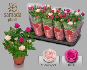 Kambarinis augalas roželė "Classic Star", vazonėlio skersmuo 12 cm