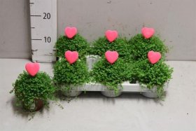 Kambarinis augalas, gulsčioji elksninė, vazonėlio skersmuo 10 cm.