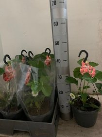 Braškės sodinukas, dekoratyvinis, vazonėlio skersmuo 19 cm.