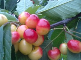 Vaismedis, trešnė "Vytėnų rožinė"