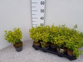 Dekoratyvinis krūmas, ožekšnis "Gold", vazono skersmuo 12 cm.