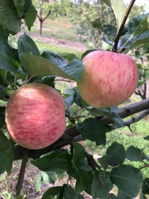 Vaismedis, obelis naminė "Tima"