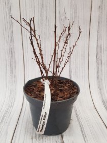 Dekoratyvinis krūmas, raugerškis tunbergo "Orange Pillar", vazonas 3 l.