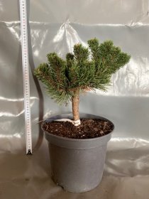 Spygliuotis, kalninė pušis "Jakobsen", vazonėlio skersmuo 23 cm.