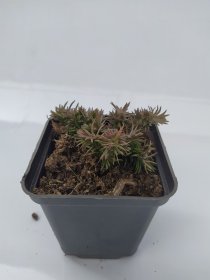 Daugiametė gėlė, flioksas "Candy Stripes", vazonėlio skersmuo 9 cm.