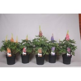 Daugiametė gėlė, lubinas "West Country", vazono skersmuo 19 cm.