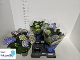 Dekoratyvinis krūmas, hortenzija "Blaurer Zwe", vazonėlio skersmuo 14 cm.