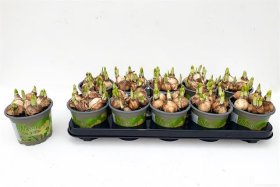 Kambarinis augalas, narcizas "Tete a Tete", vazonėlio skersmuo 12 cm.