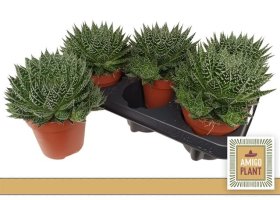 Kambarinis augalas, alavijas "Safari Zambezi", vazonėlio skersmuo 12 cm.