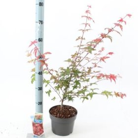 Dekoratyvinis medis, klevas plaštakinis "Deshojo", vazonėlio skersmuo 19 cm.