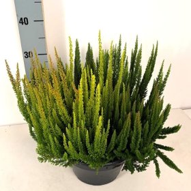 Vienmetis augalas, viržis "Skyfive", vazonėlio skersmuo 23 cm.