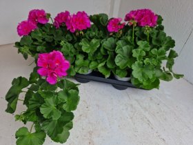 Vienmetė gėlė, pelargonija, vazonėlio skersmuo 11 cm.