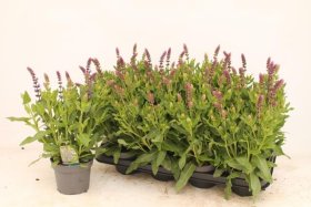 Daugiametė gėlė, šalavijas, vazonėlio skersmuo 13 cm.