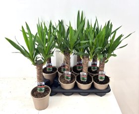 Kambarinis augalas juka, vazonėlio skersmuo 14 cm
