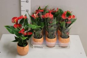 Kambarinis augalas, anturis, keraminiame vazone, skersmuo 9 cm.