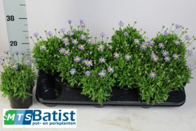 Vienmetė gėlė, felicija, vazonėlio skersmuo 10 cm.