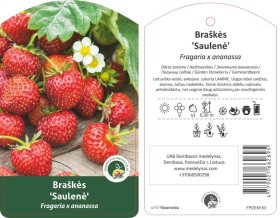 Braškės sodinukas "Saulenė", vazonėlis 3 l.