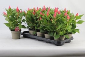 Vienmetė gėlė, celiozija "Flirt Salmon", vazonėlio skersmuo 12 cm.