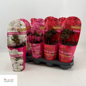 Daugiametė gėlė, bijūnas, įvairūs, vazonėlio skersmuo 14 cm.