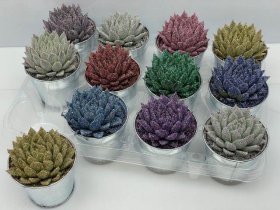 Kambarinis augalas, kalvorė (eševerija), vazonėlio skersmuo 10 cm.