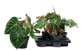 Kambarinis augalas, filodendras "Incenci", vazonėlio skersmuo 15 cm.