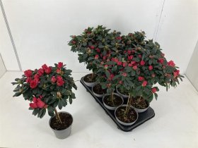 Dekoratyvinis krūmas, rododendras, vazonėlio skersmuo 13 cm.