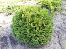 Spygliuotis, vakarinė tuja "Tiny Tim", aukštis 30 cm., vazonas 5 l.