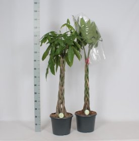 Kambarinis augalas, raivė "Aquatica", vazonėlio skersmuo 23 cm.