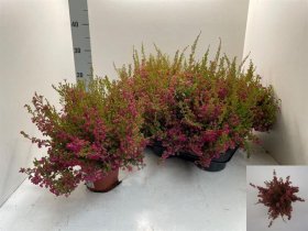 Vienmetė gėlė, grakščioji erika, vazonėlio skersmuo 12 cm.