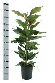 Kambarinis augalas, fikusas "Beng Joy", vazonėlio skersmuo 21 cm.