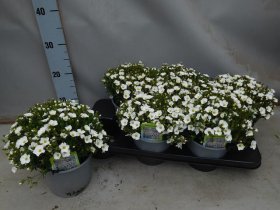 Alpinariumo augalas, smiltė, vazono skersmuo 15 cm.