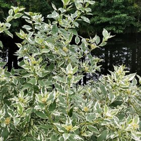 Dekoratyvinis krūmas, baltoji sedula "Spaethii", vazonas 2 l.