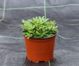 Dekoratyvinis krūmas, sidabražolė triskiautė "Nuuk", vazonėlio talpa 1 l.