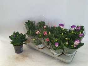 Kambarinis augalas, eustoma, vazonėlio skersmuo 11 cm.