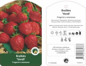Braškės sodinukas "Verdi", vazonėlis 1,5 l.