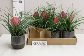 Kambarinis augalas, tilandsija keraminiame vazonėlyje, vazonėlio skersmuo 9 cm.