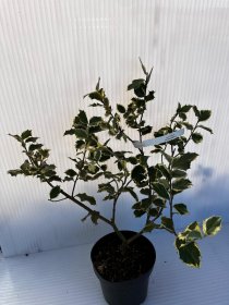 Dekoratyvinis krūmas, bugienis rinčiuotasis "Aureomarginata", vazonas 2 l.