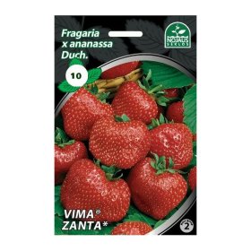 Braškių daigai (frigo) Vima Zanta A, 3 vnt. pakuotėje
