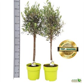 Dekoratyvinis krūmas, alyvmedis europinis, vazonėlio skersmuo 21 cm.